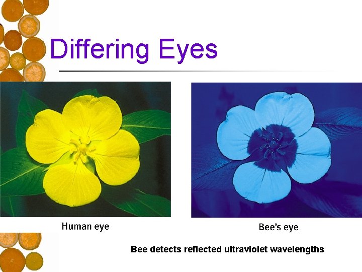 Differing Eyes n Bee detects reflected ultraviolet wavelengths 