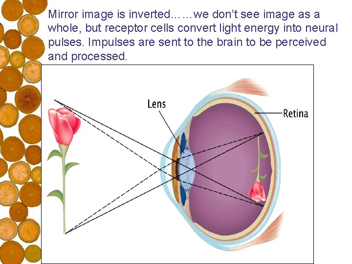 Mirror image is inverted……we don’t see image as a whole, but receptor cells convert