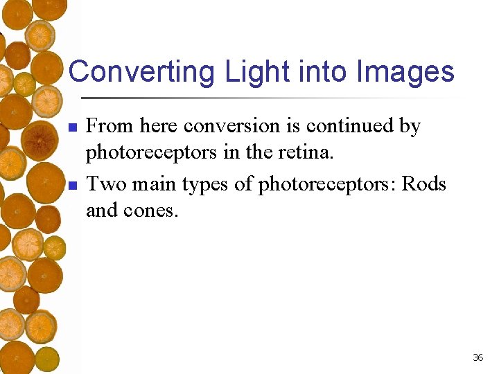 Converting Light into Images n n From here conversion is continued by photoreceptors in