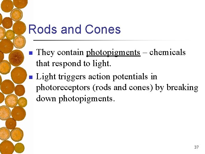 Rods and Cones n n They contain photopigments – chemicals that respond to light.