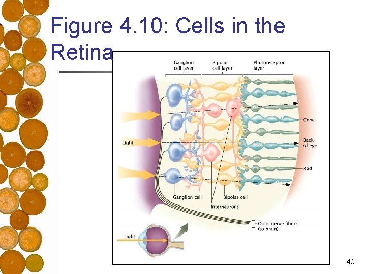 Figure 4. 10: Cells in the Retina 40 