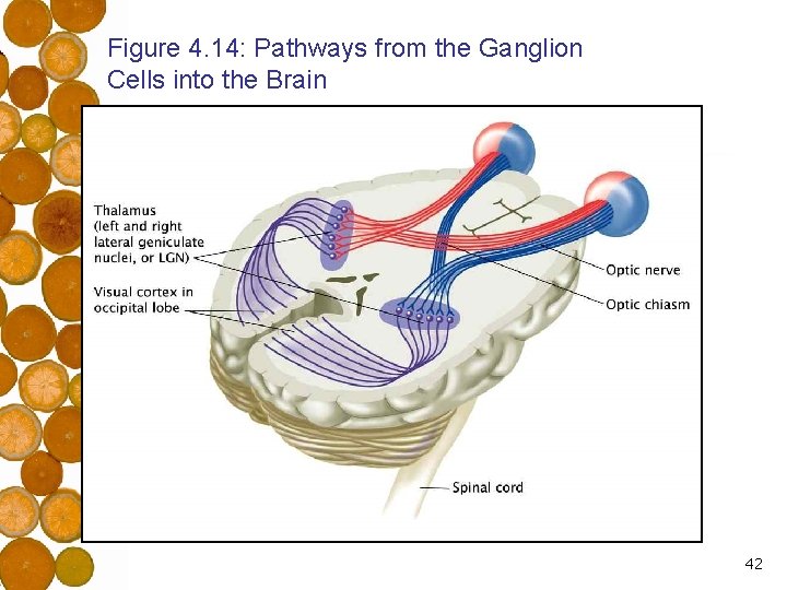 Figure 4. 14: Pathways from the Ganglion Cells into the Brain 42 