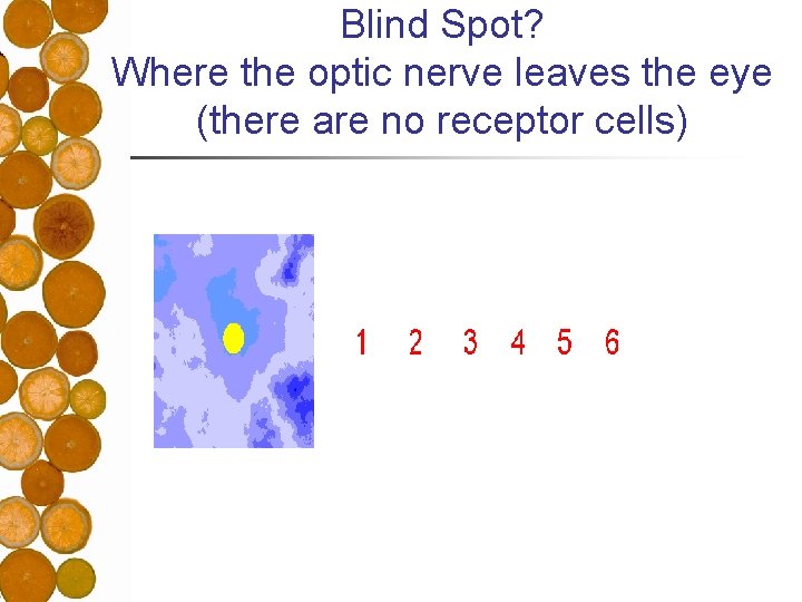 Blind Spot? Where the optic nerve leaves the eye (there are no receptor cells)