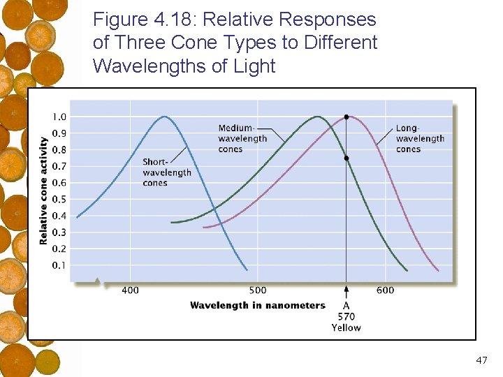 Figure 4. 18: Relative Responses of Three Cone Types to Different Wavelengths of Light