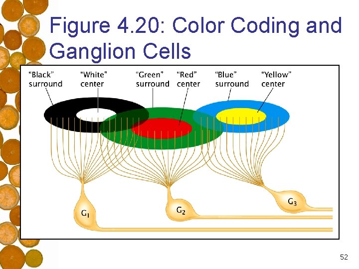 Figure 4. 20: Color Coding and Ganglion Cells 52 