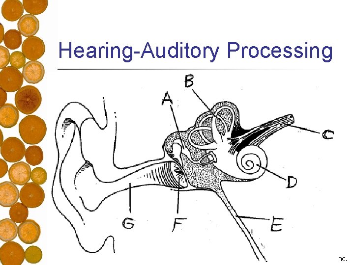 Hearing-Auditory Processing © 2008 The Mc. Graw-Hill Companies, Inc. 