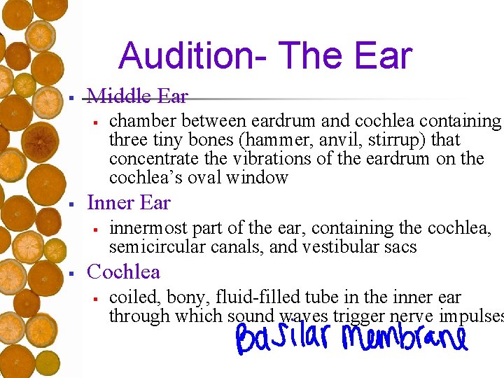 Audition- The Ear § Middle Ear § § Inner Ear § § chamber between