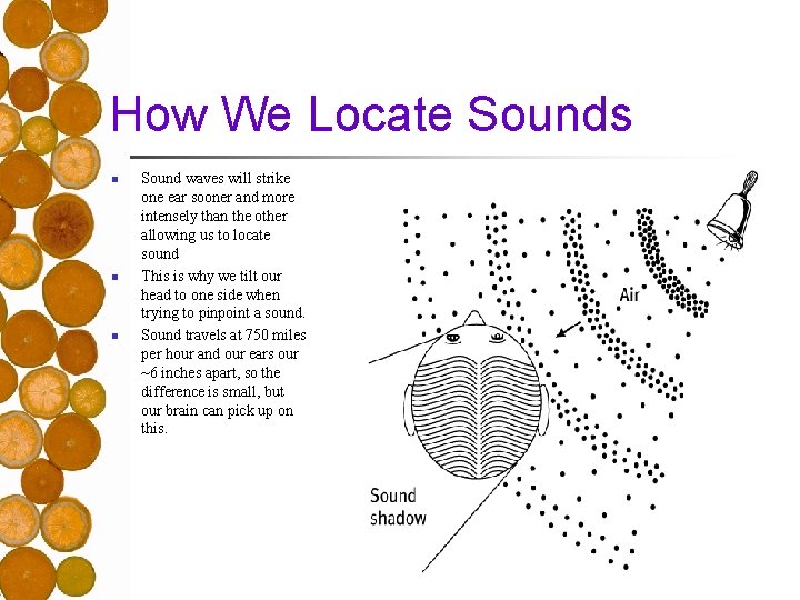 How We Locate Sounds n n n Sound waves will strike one ear sooner