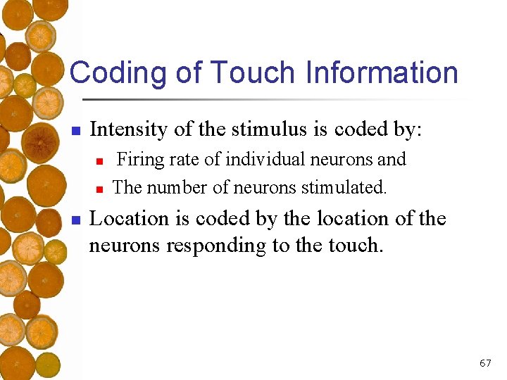 Coding of Touch Information n Intensity of the stimulus is coded by: n n