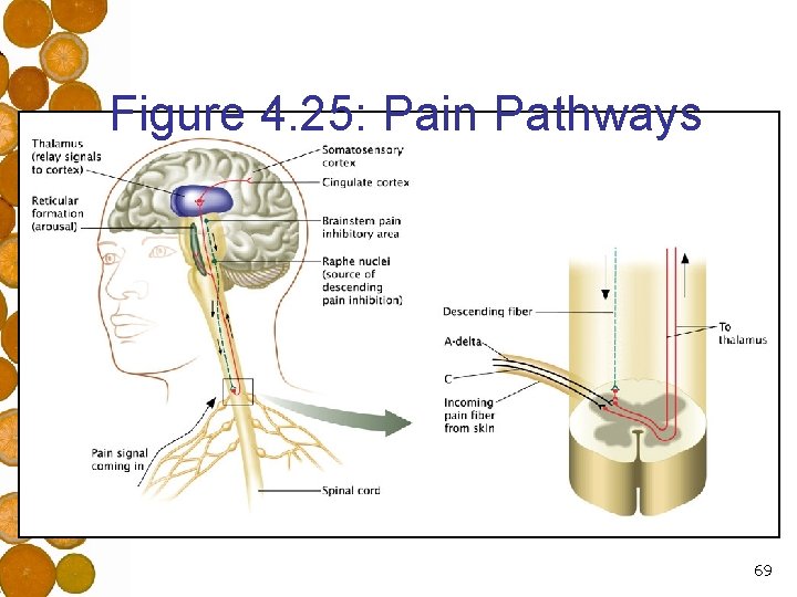 Figure 4. 25: Pain Pathways 69 