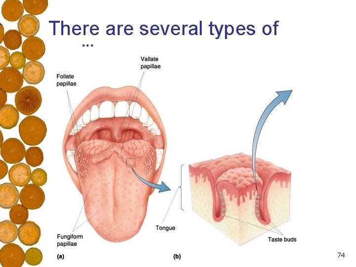 There are several types of papillae 74 