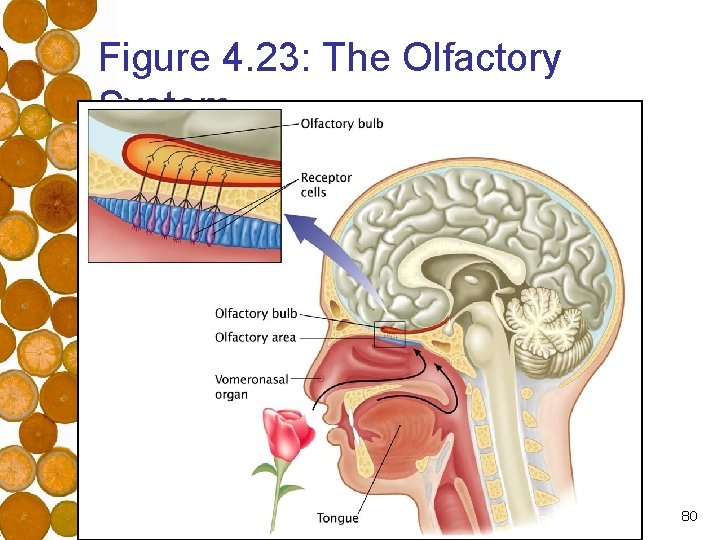 Figure 4. 23: The Olfactory System 80 