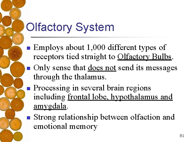 Olfactory System n n Employs about 1, 000 different types of receptors tied straight