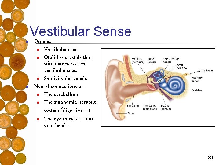 Vestibular Sense n n Organs: n Vestibular sacs n Otoliths- crystals that stimulate nerves