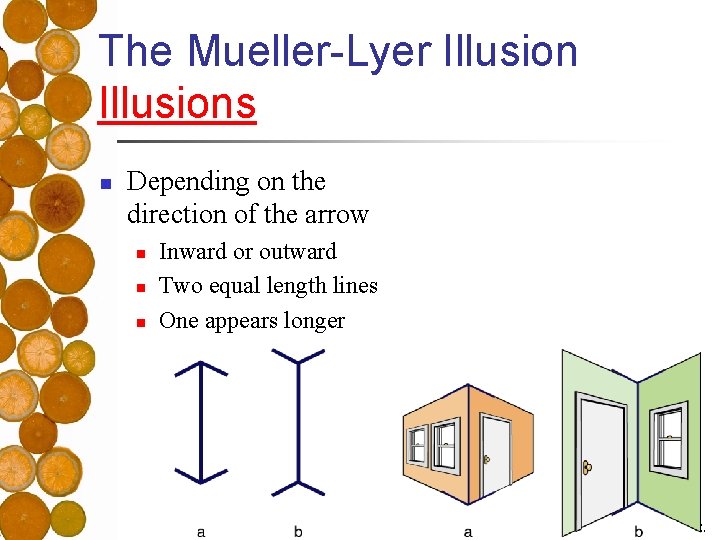 The Mueller-Lyer Illusions n Depending on the direction of the arrow n n n