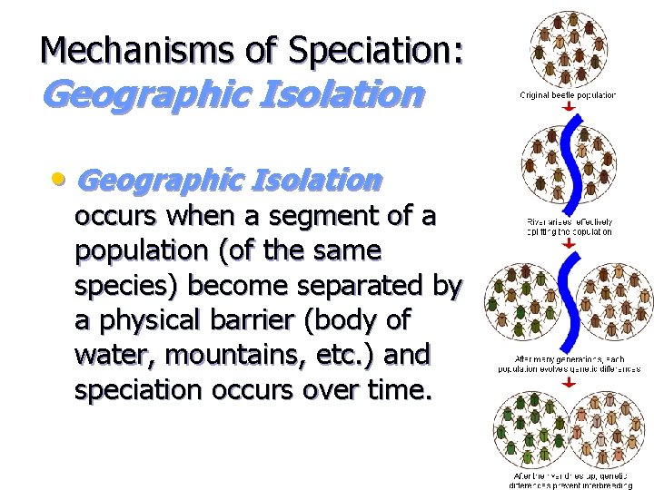 Mechanisms of Speciation: Geographic Isolation • Geographic Isolation occurs when a segment of a