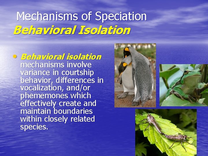 Mechanisms of Speciation Behavioral Isolation • Behavioral isolation mechanisms involve variance in courtship behavior,