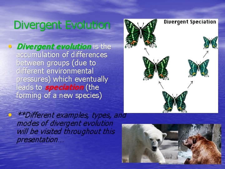 Divergent Evolution • Divergent evolution is the accumulation of differences between groups (due to