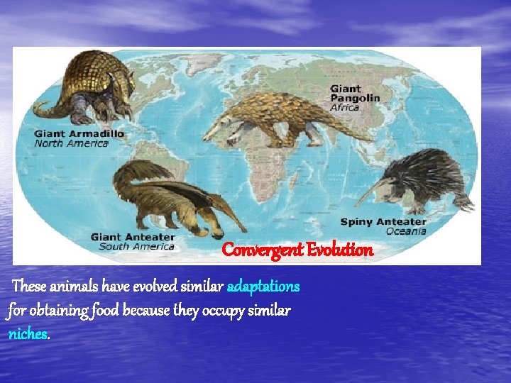 Convergent Evolution These animals have evolved similar adaptations for obtaining food because they occupy