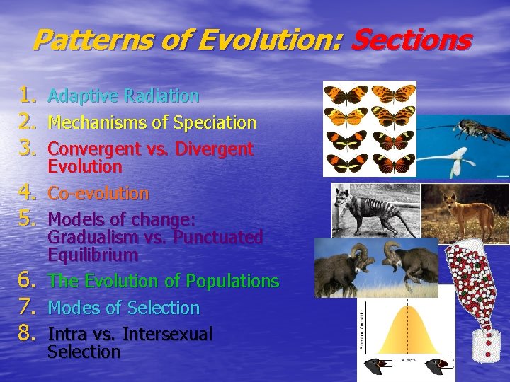 Patterns of Evolution: Sections 1. 2. 3. 4. 5. 6. 7. 8. Adaptive Radiation