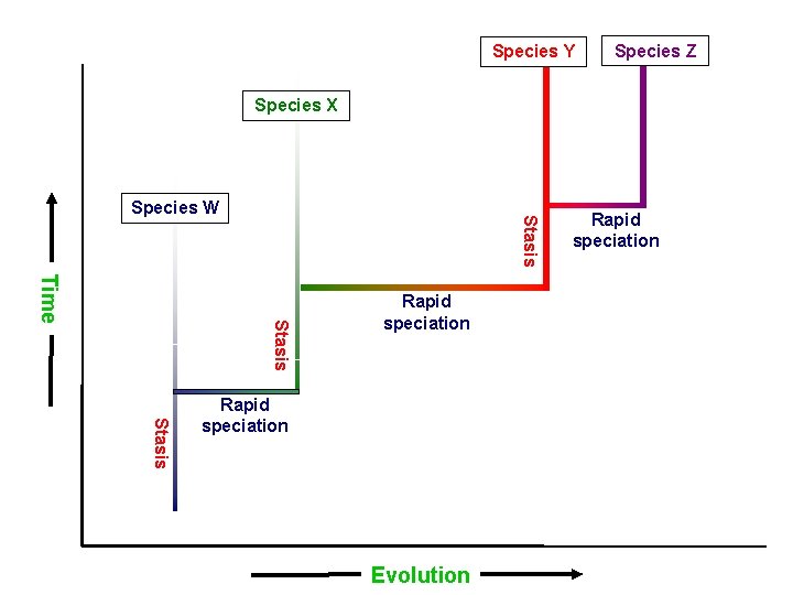 Species Y Species Z Species X Stasis Species W Stasis Time Rapid speciation Stasis