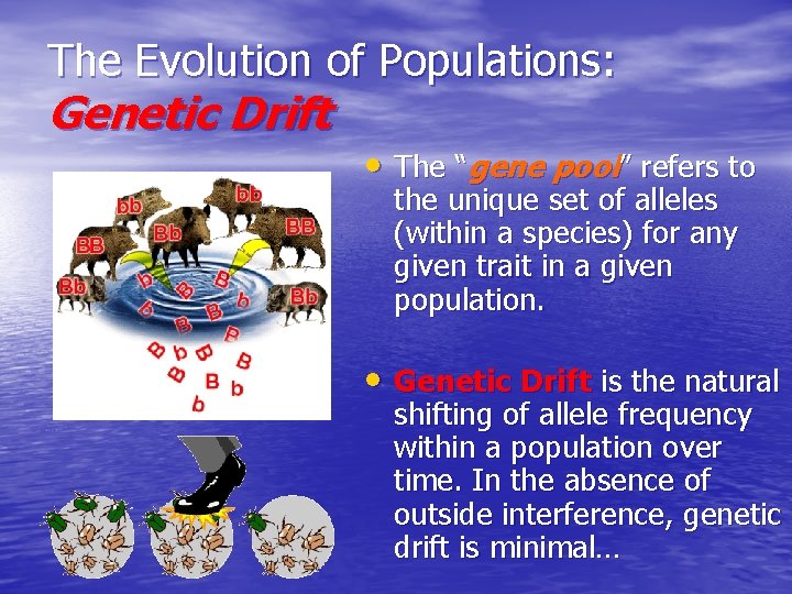 The Evolution of Populations: Genetic Drift • The “gene pool” refers to the unique