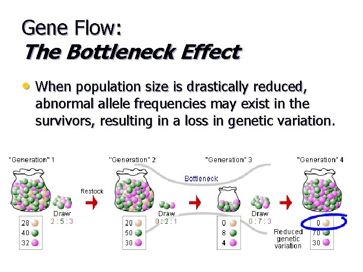 Gene Flow: The Bottleneck Effect • When population size is drastically reduced, abnormal allele