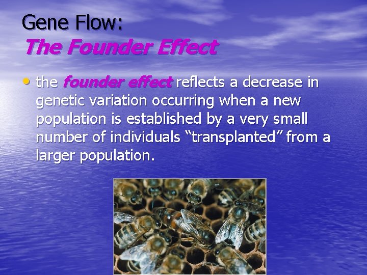 Gene Flow: The Founder Effect • the founder effect reflects a decrease in genetic