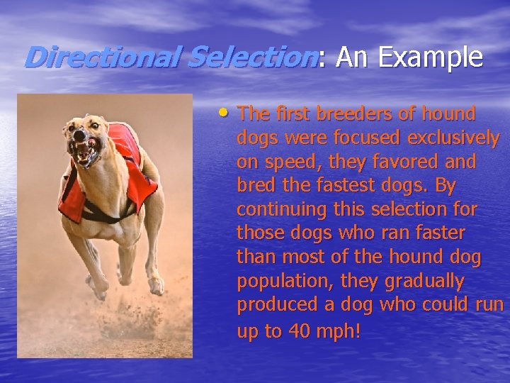 Directional Selection: An Example • The first breeders of hound dogs were focused exclusively