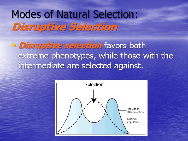 Modes of Natural Selection: Disruptive Selection • Disruptive selection favors both extreme phenotypes, while