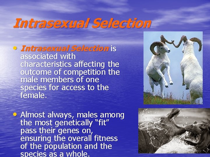 Intrasexual Selection • Intrasexual Selection is associated with characteristics affecting the outcome of competition