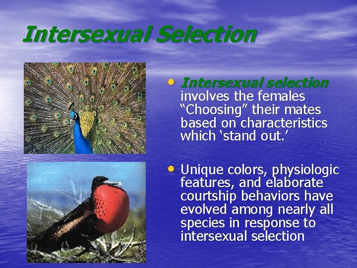 Intersexual Selection • Intersexual selection involves the females “Choosing” their mates based on characteristics