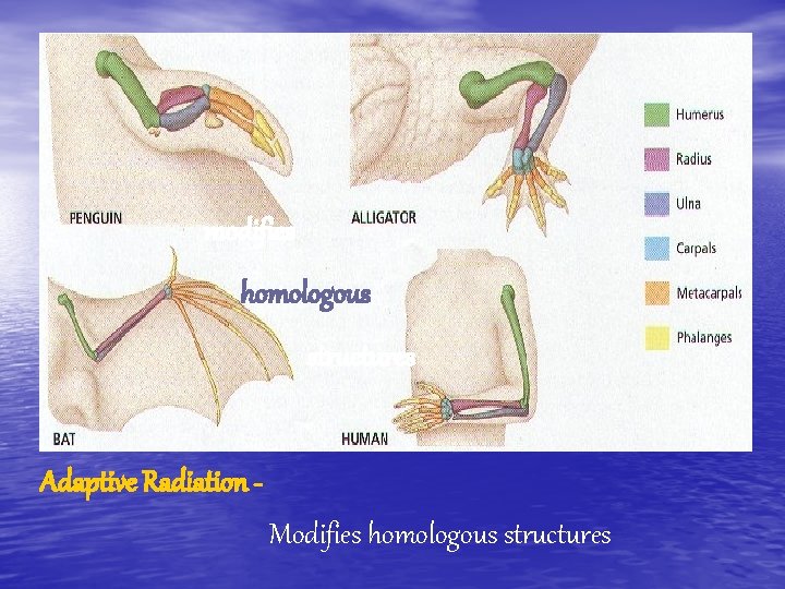 modifies homologous structures Adaptive Radiation Modifies homologous structures 