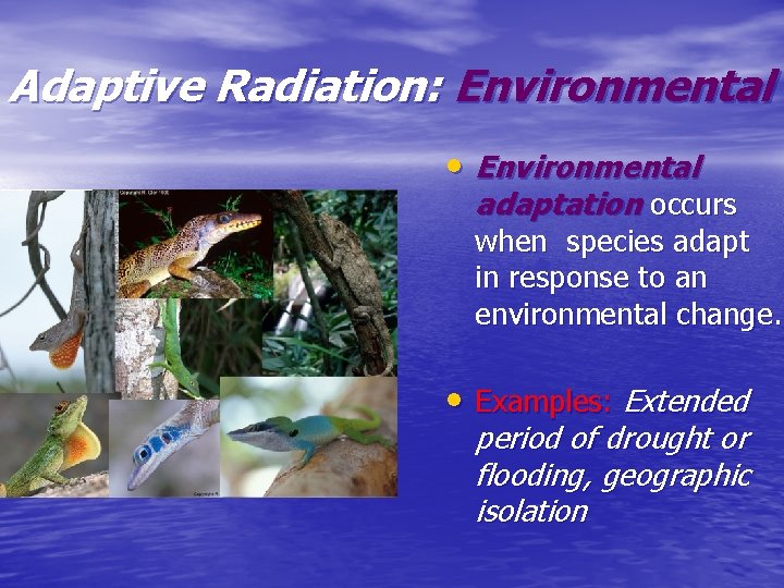 Adaptive Radiation: Environmental • Environmental adaptation occurs when species adapt in response to an