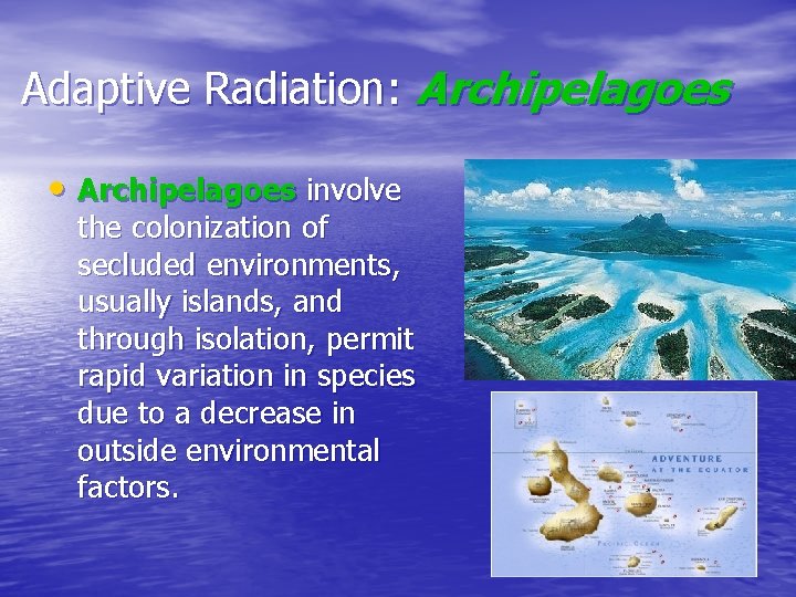 Adaptive Radiation: Archipelagoes • Archipelagoes involve the colonization of secluded environments, usually islands, and