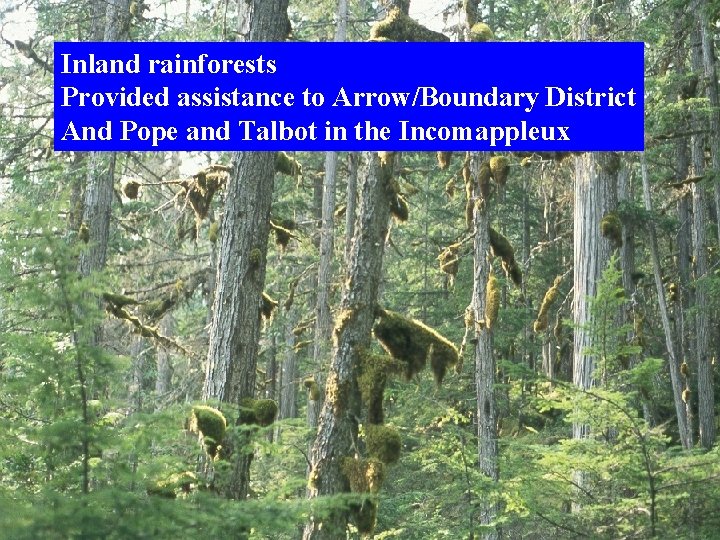Distribution ecology of lichens in ICH Inland rainforests Provided assistance to Arrow/Boundary District And