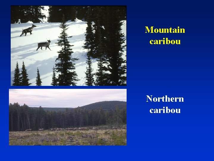 Mountain caribou Northern caribou 