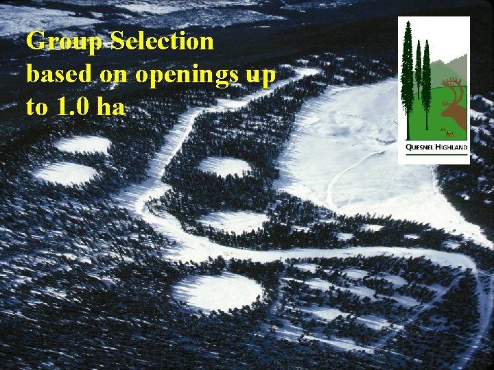 Group Selection based on openings up to 1. 0 ha 