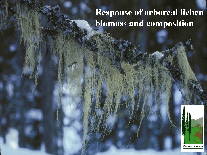 Response of arboreal lichen biomass and composition 