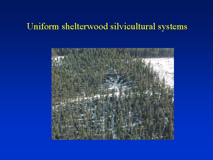 Uniform shelterwood silvicultural systems 