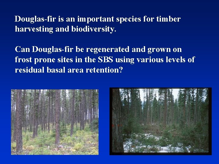 Douglas-fir is an important species for timber harvesting and biodiversity. Can Douglas-fir be regenerated