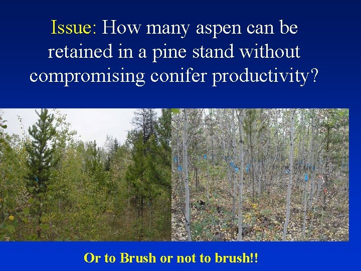 Issue: How many aspen can be retained in a pine stand without compromising conifer