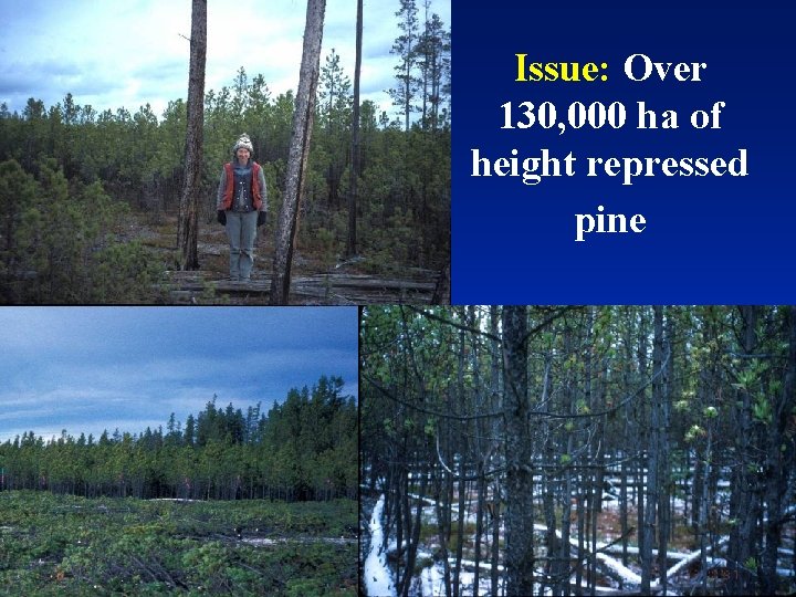 Issue: Over 130, 000 ha of height repressed pine 