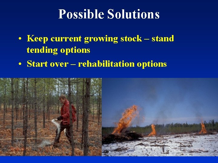 Possible Solutions • Keep current growing stock – stand tending options • Start over