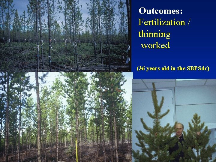 Outcomes: Fertilization / thinning worked (36 years old in the SBPSdc) 