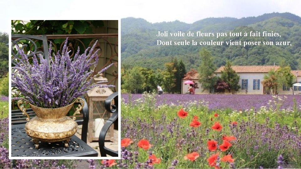 Joli voile de fleurs pas tout à fait finies, Dont seule la couleur vient