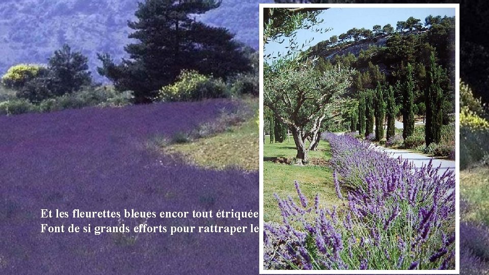 Et les fleurettes bleues encor tout étriquées Font de si grands efforts pour rattraper