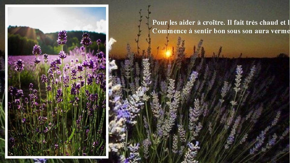 Pour les aider à croître. Il fait très chaud et l’ Commence à sentir