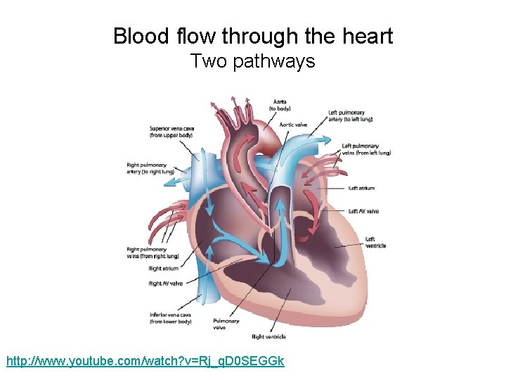 Blood flow through the heart Two pathways http: //www. youtube. com/watch? v=Rj_q. D 0
