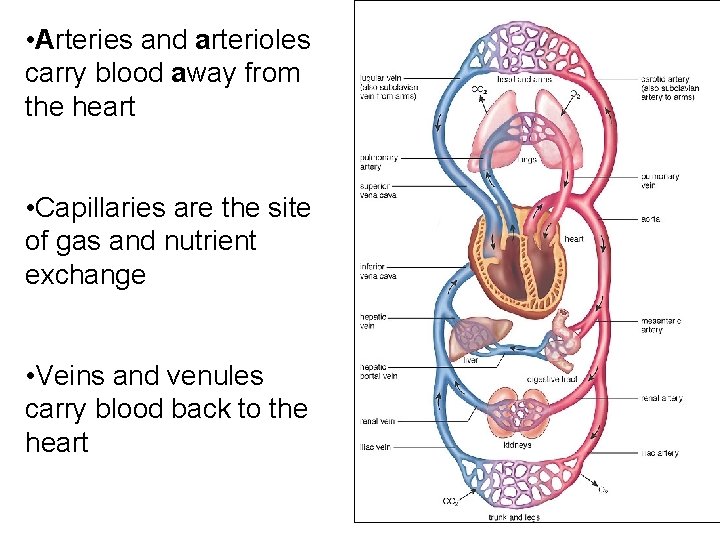  • Arteries and arterioles carry blood away from the heart • Capillaries are